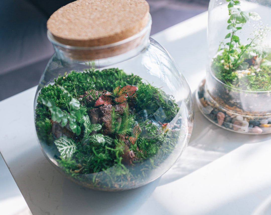Clear plastic bottle terrarium with small green plants, moss, and pebbles visible inside